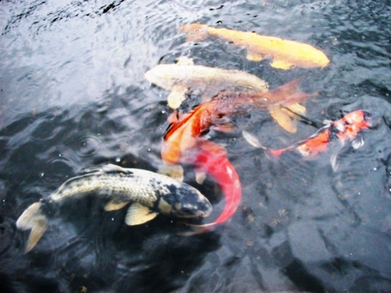 ファイル 13-3.jpg