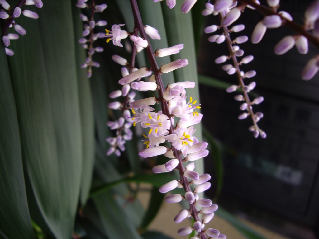 ファイル 31-1.jpg