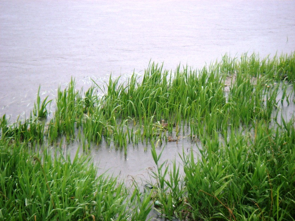 ファイル 37-1.jpg