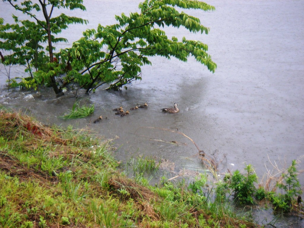 ファイル 37-2.jpg