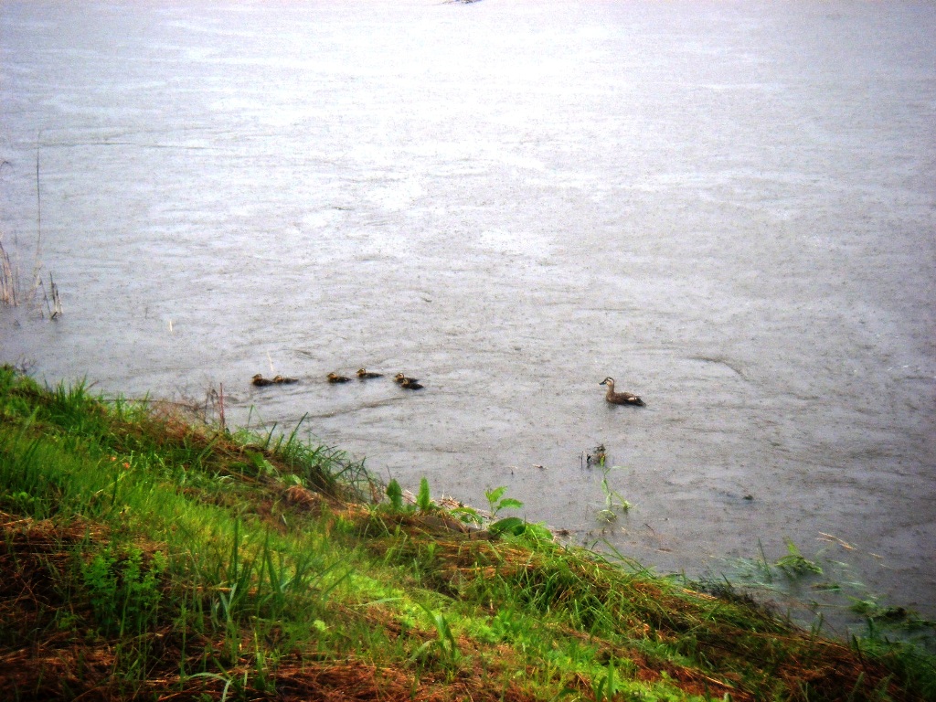 ファイル 37-3.jpg