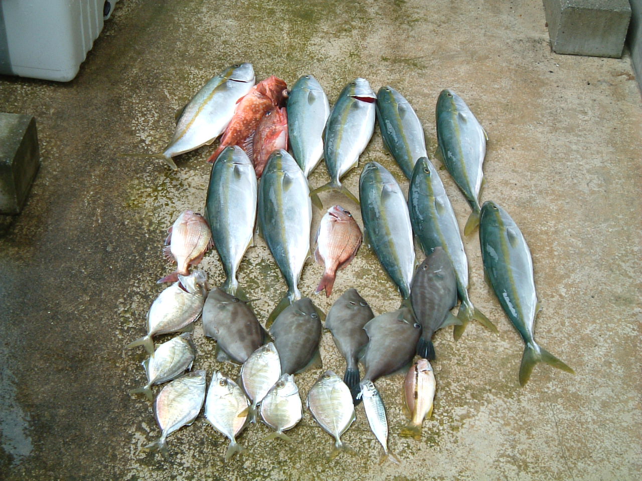 ファイル 46-1.jpg