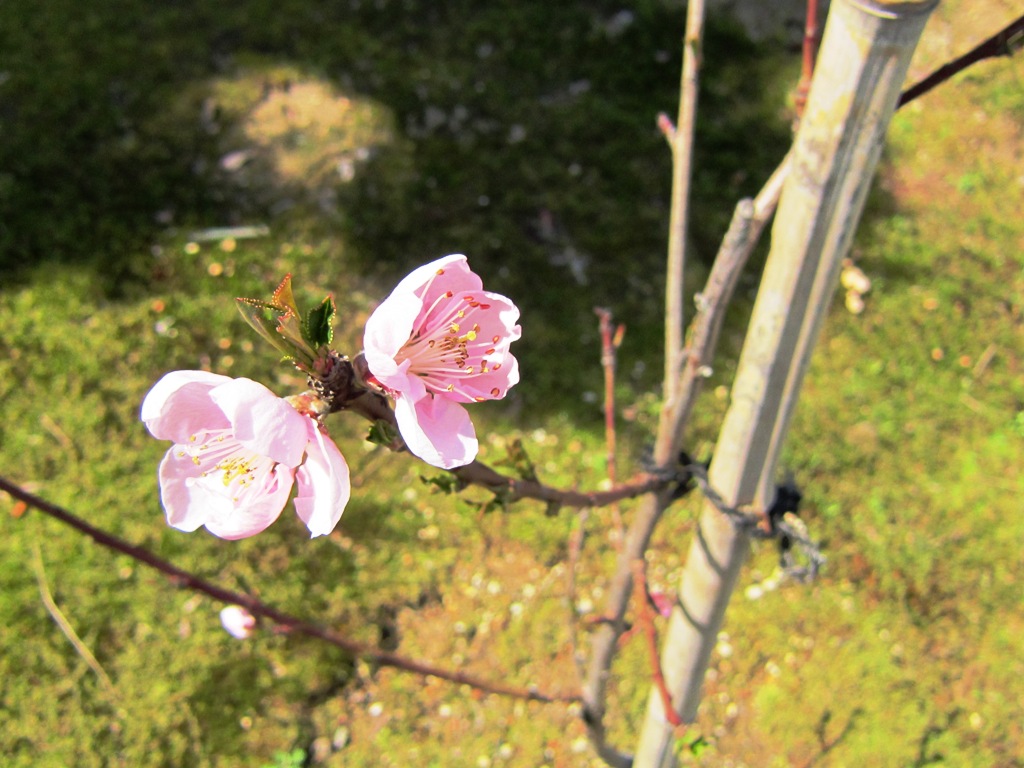 ファイル 53-1.jpg