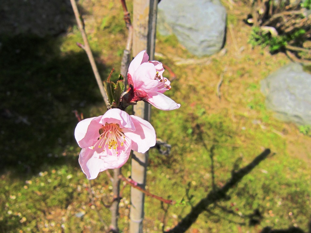 ファイル 53-2.jpg