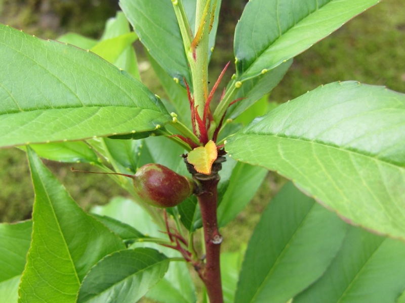 ファイル 59-1.jpg