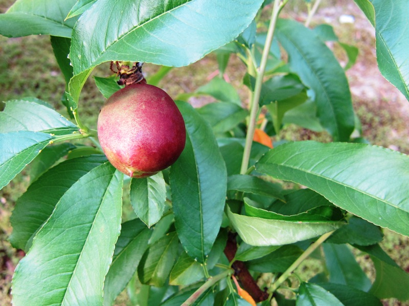 ファイル 62-1.jpg