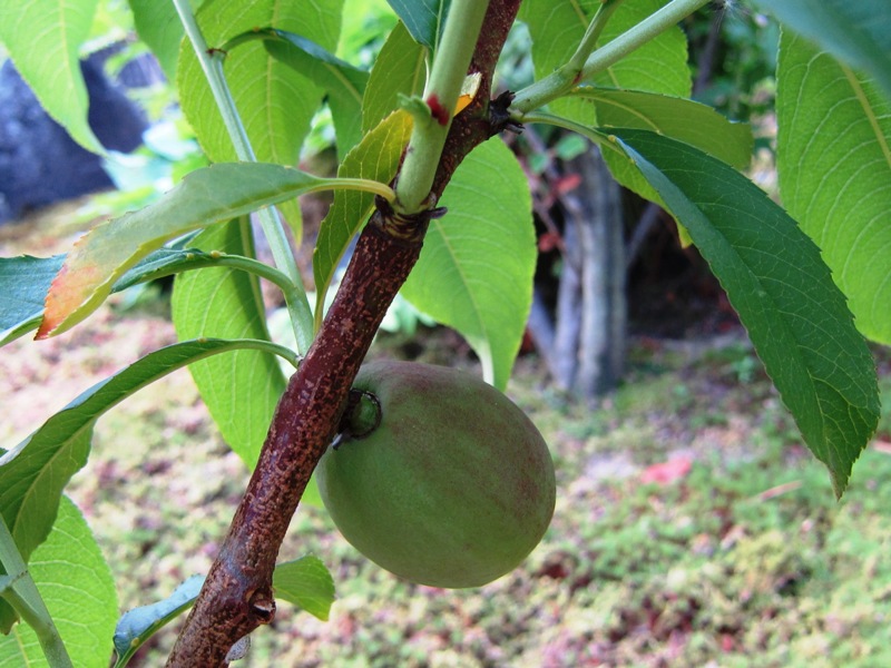 ファイル 62-2.jpg